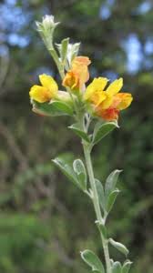 Image result for Crotalaria capensis