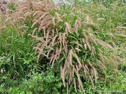 Image result for Isachne kiyalaensis