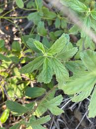 Image result for Hermannia micropetala