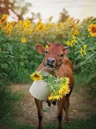 Petslady S Pick Adorable Cow Of The Day Cute Cows Animals Cute Animals