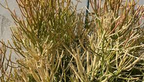 Image result for Euphorbia tirucalli