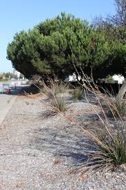 Image result for Aloe rulkensii