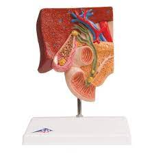 It is located between the liver and the duodenum and connected to them by the biliary tract. Gallbladder Set 8000884 3011910 Anatomy Sets 3b Scientific