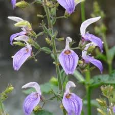 Image result for Brillantaisia cicatricosa