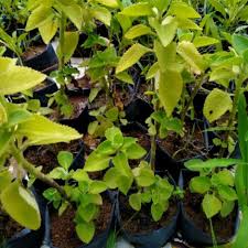 Cara mengobati aritmia jantung, penyebab aritmia jantung pada tambahkan 1/2 liter air dan jus kembali beberapa detik saja untuk mencampur jus daun sirsak dan air. Pokok Lemuju Oregano Malaysia Shopee Malaysia