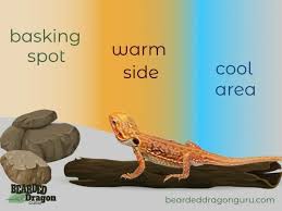 How To Set Up A Bearded Dragon Habitat Correctly Bearded Dragon Guru Bearded Dragon Funny Bearded Dragon Lighting Bearded Dragon Habitat