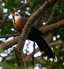 List Of Birds Of The Philippines Wikipedia