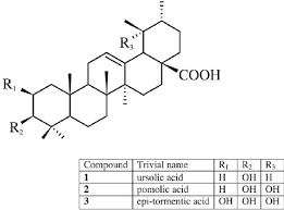 Image result for Markhamia obtusifolia