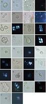Image result for Sarcophrynium prionogonium