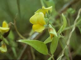 Image result for Vigna luteola