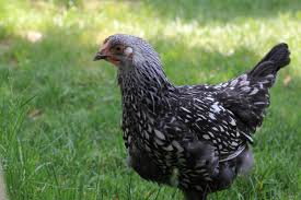 Because of the intricate lacing, the wyandotte is my favorite yard ornament, even though she's meant for much more. 3 Month Old Silver Laced Wyandotte Backyard Chickens Learn How To Raise Chickens