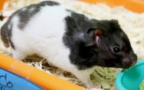Black And White Syrian Hamster For Sale Pin On Text Tweet Facebook Instagram Share Help Them All