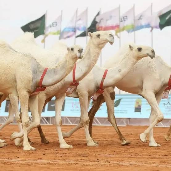 سباقات الهجن