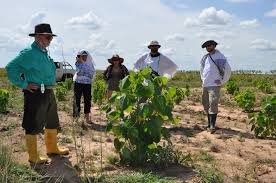 An assessment of an alternative land use for tropical avian conservation. Discussing Gmelina Arborea Growth In Tropical Soil Tree Nation Project S Updates