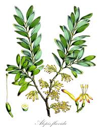 Image result for Agelanthus zizyphifolius