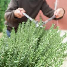 Image result for rosemary pruning
