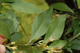 Image result for Cestrum parqui