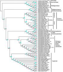 Image result for Schoenoplectus muriculatus