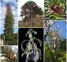 Image result for Araucaria columnaris
