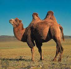 Teaches12345 thank you for your visit and yes the camel beauty contest is really inspiring!! Fun Camel Facts For Kids
