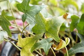ヘデラ アイビー の葉の色が薄くなってポロポロ落ちる時は Do Earth Green