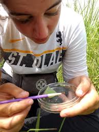 Shea Issendorf « The Echinacea Project