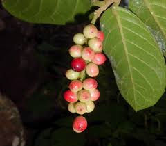 Image result for Antidesma venosum