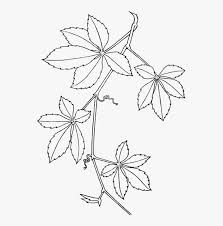 We did not find results for: Virginia Creeper Boston Ivy Vine Parthenocissus Vitacea Virginia Creeper Png Image Transparent Png Free Download On Seekpng