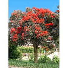 Australian native tree with red flowers. Red Flowering Gum Google Search Australian Trees Australian Native Garden Australian Native Plants