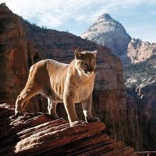 A Mountain Lion In Zion National Park 1965 Life Mountain Lion Mammals Zion National Park