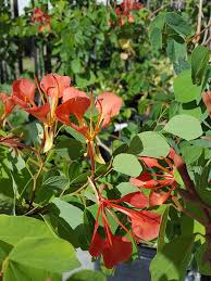 Image result for Bauhinia galpinii