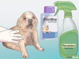 How To Get Rid Of Fleas On A Puppy Too Young For Normal Medication