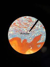 Areolar Tissue Organs Function