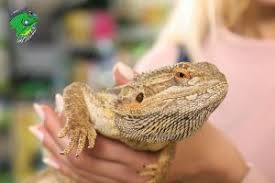 This means you should be able to find multiple social media accounts posted on their page. How To Pick The Best Online Reptile Pet Store 4 Tips
