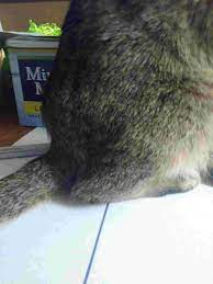 There S A Lump On The Back Of My Cat And It Wasn T There Yesterday Whenever Its Touched He Cries Out In Pain Petcoach
