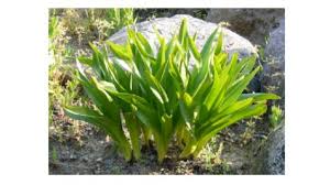有毒植物「イヌサフラン」を「ギョウジャニンニク」と間違えて ...