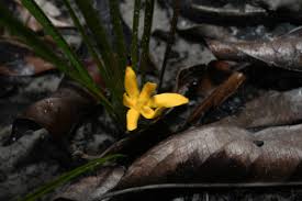 Image result for Lindackeria fragrans