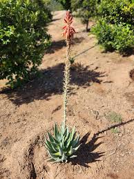 Image result for Aloe aculeata × globuligemma