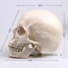 Shipped with usps priority mail. White 1 1 Human Skull Model Life Size Resin Skull Model Art Teaching Human Skeleton Model Free Shipping Human Skeleton Model Skeleton Modelhuman Skull Model Aliexpress