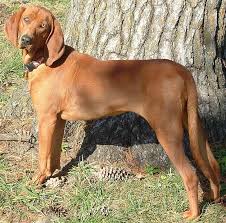 Pin On Hound Dogs