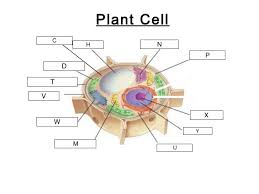 Maybe you would like to learn more about one of these? Biology Cells And Microscope Diagram Quizlet