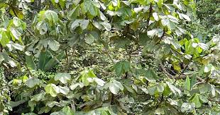 Image result for Macaranga mellifera