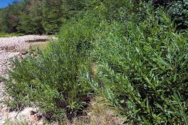 Image result for Salix