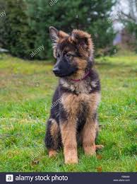 Der deutsche schäferhund ist eine der beliebtesten hunderassen. Dieses Stockfoto Ein Niedliches Deutscher Schaferhund Welpen Draussen Sitzen Im Gras Rb8469 Aus Schaferhund Welpen Deutscher Schaferhund Welpen Schaferhunde
