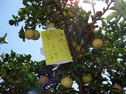 Savings spotlights · curbside pickup · everyday low prices Southern California Travelers Warned Not To Transport Backyard Citrus Fruit Daily Bulletin