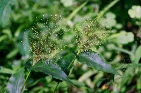Image result for Panicum brevifolium