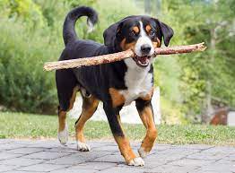 The greater swiss mountain dog (german: Entlebucher Sennenhund Im Rasseportrait Zooroyal Magazin