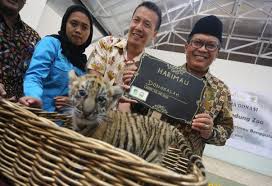 Perjalanan panjang festival musik coachella. Bandung Donggalah Harimau Benggala Ketiga Yang Lahir Di Kebun Binatang Bandung
