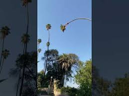 Most palm's need trimmed once or twice per year. Man Risks His Life By Cutting 100 Foot Californian Palm Tree Youtube