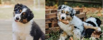 Teacup puppies for sale, teacup, tiny toy and miniature puppies for adoption and rescue from all 50 states. Southern Soul Aussies Home